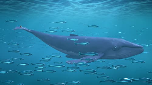 Die Schnecke und der Buckelwal Bild 5