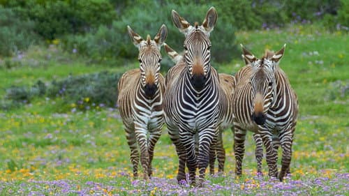 Afrika - Geheime Königreiche Bild 7