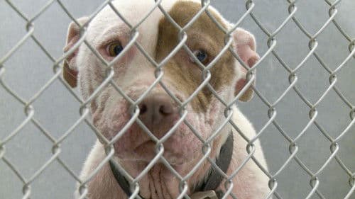 One Nation Under Dog:  Stories of Fear, Loss and Betrayal Bild 1