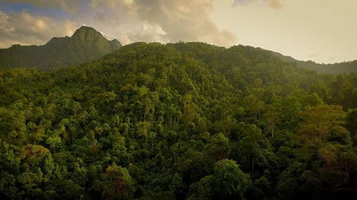 The Forgotten Forests of Malaysia Bild 1