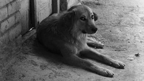 نان و کوچه‎‎ Bild 5