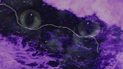 A Nau dos Loucos: Mergulho e Decolagem de Pazucus Bild 3