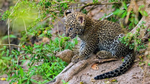 Die Leopardin Bild 3