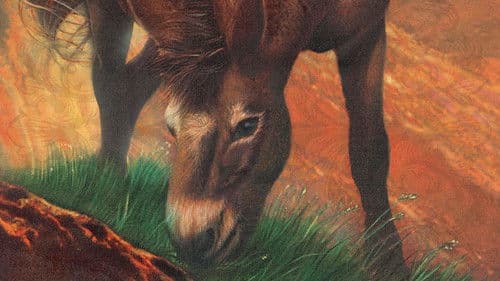 Brighty - Abenteuer im Grand Canyon Bild 1