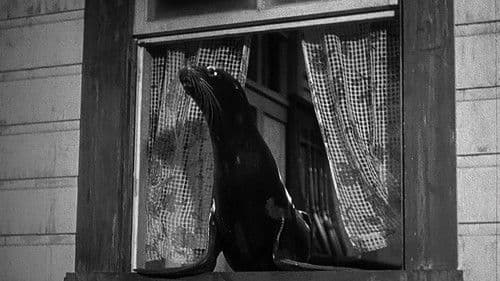 Piraten in Alaska Bild 4