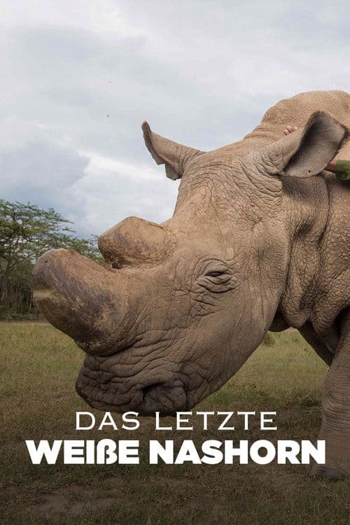 Das letzte Weiße Nashorn