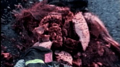 The Bride Of Frank Bild 3