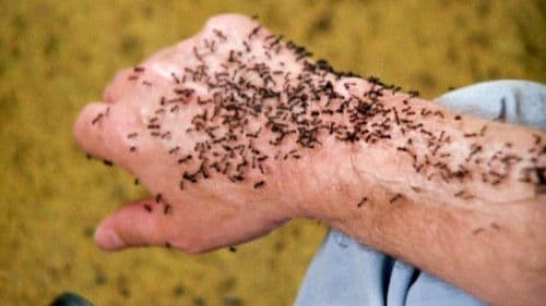 Ameisen - Die Rache der schwarzen Königin Bild 1