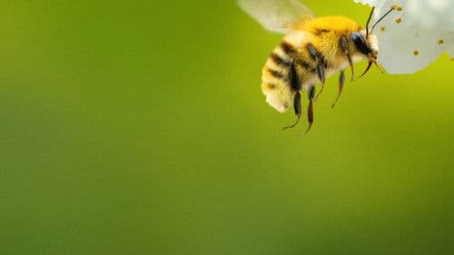 Die geheimnisvolle Welt der Bienen Bild 2
