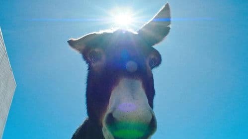 Une parfaite étrangeté Bild 1