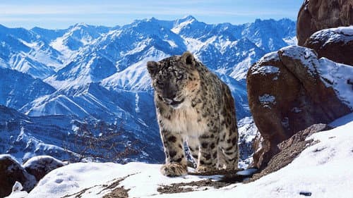 Planète animale 2 : Survivre Bild 1