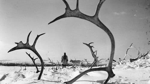 Das weiße Rentier Bild 4