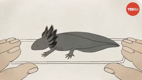 Axolotls: The Salamanders That Snack on Each Other (but Don't Die) Bild 1