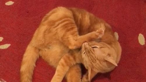 The Adventures of Murphy the Cat #1 Bild 1