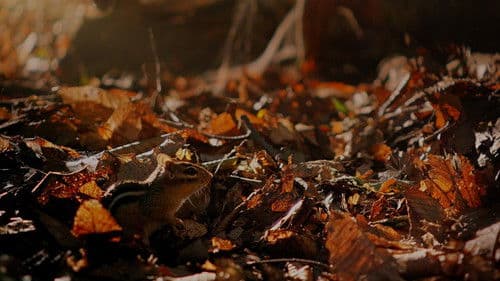 Tiny Giants 3D Bild 1