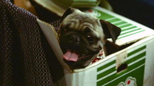 狂った野獣 Bild 2