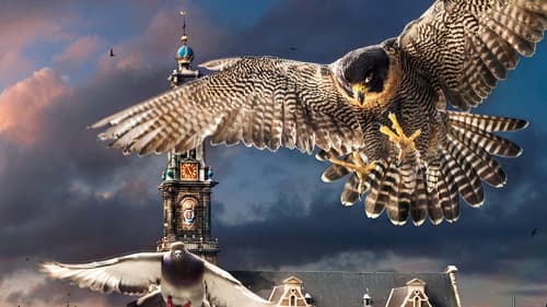 Amsterdam: Streifzug auf Katzenpfoten Bild 2