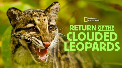 Return of the Clouded Leopards Bild 2