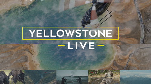 Yellowstone Live Bild 1