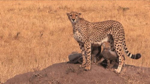 Abenteuer Afrika 3D Bild 2