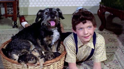 Far til fire og ulveungerne Bild 6