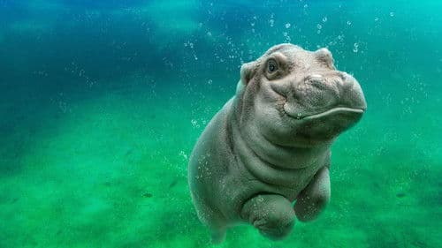 San Diego Zoo Bild 2