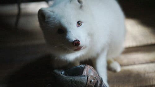 Die Abenteuer von Kina & Yuk Bild 7