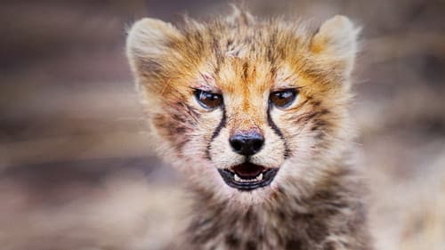 Born in Africa Bild 1