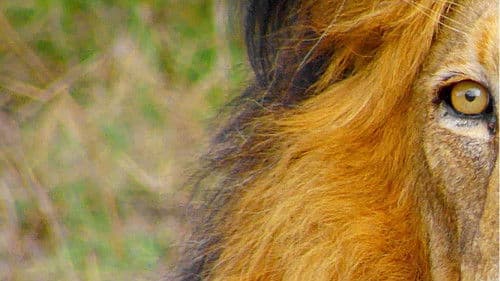 Africa's Wild Horizons Bild 1