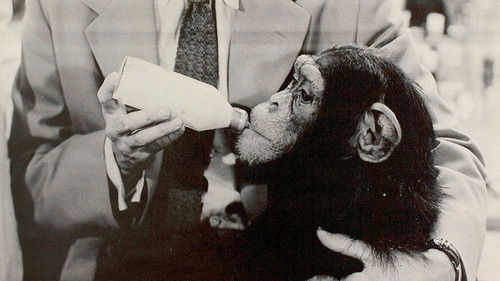 It's Showtime Bild 1