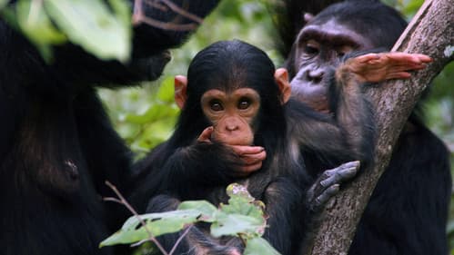 Jane Goodall: Saving Paradise Bild 1