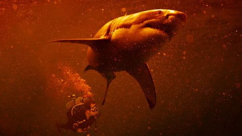 Die Vulkan-Haie von Hawaii Bild 1