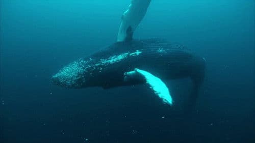 Norwegen - Schwertwalen auf der Spur Bild 1