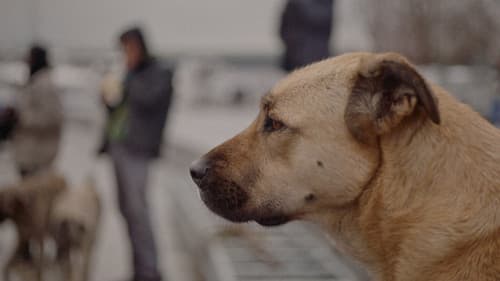 Streuner - Unterwegs mit Hundeaugen Bild 6