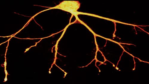 Auf der Suche nach dem Gedächtnis Bild 1