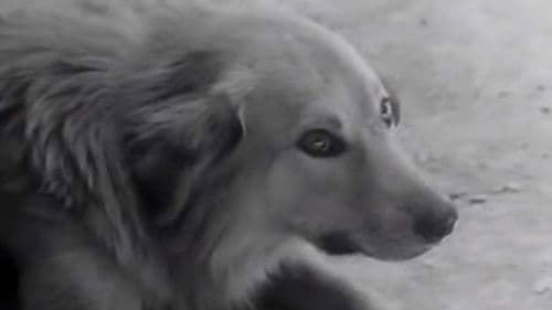 نان و کوچه‎‎ Bild 3