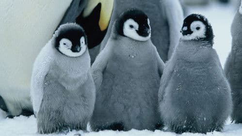 Die Reise der Pinguine Bild 8