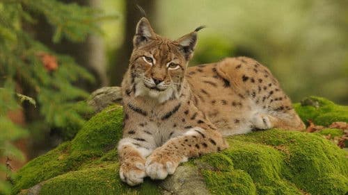 Im Wald der Luchse Bild 1