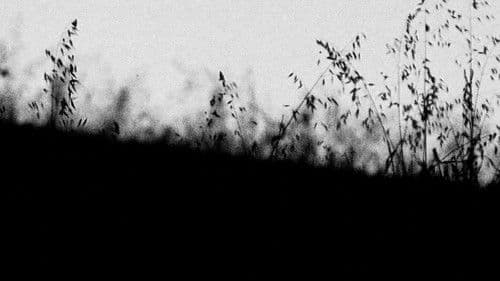 MIRTILLO - numerus I Bild 2