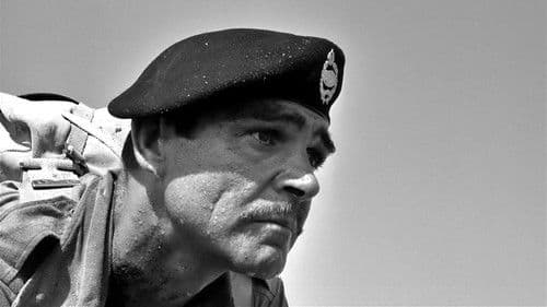 Ein Haufen toller Hunde Bild 6