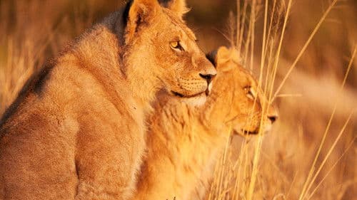 Wildes Botswana Bild 6