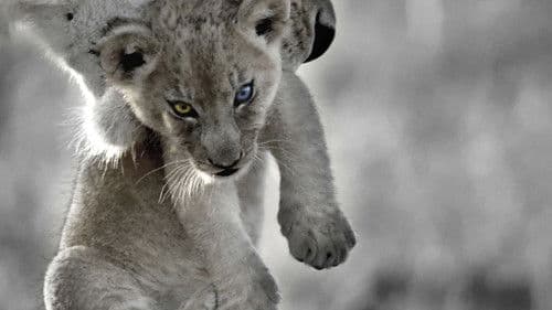 Le Roi Bâtard Bild 1