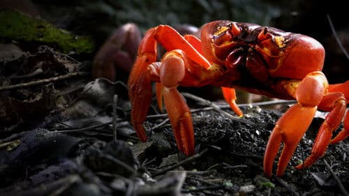 The Giant Robber Crab Bild 3