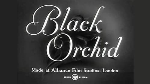 Black Orchid Bild 3