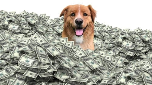 The Furry Fortune Bild 1