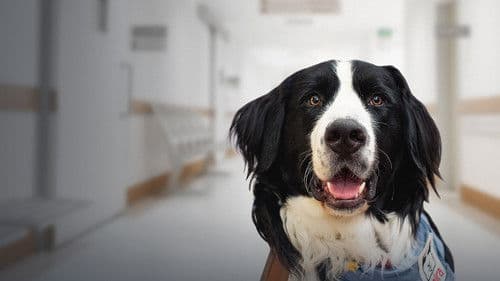 Les diplômés Mira Bild 2