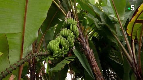 Gardons la banane ! Bild 2