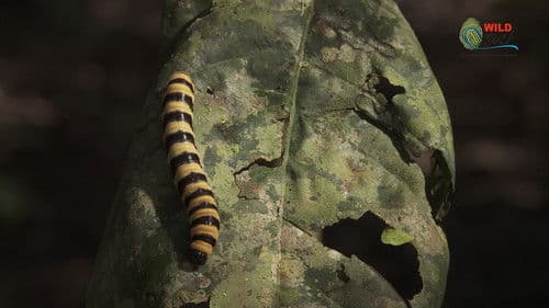 Botanist Francis Hallé Explains... Bild 2