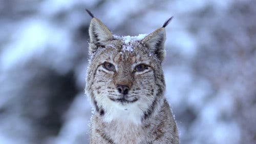 România Sălbatică Bild 2