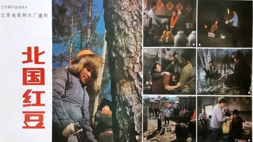 北国红豆 Bild 1